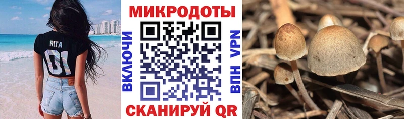 Купить где  Кондрово  Псилоцибиновые грибы GOLDEN TEACHER 
